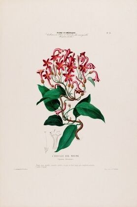 Flore d’AmeÌrique, dessineÌe d’apreÌs nature sur les lieux Pl.005