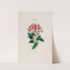 Flore d&#039;Amérique, dessinée d&#039;après nature sur les lieux Pl.005 by Etienne Denisse