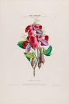 Flore d’AmeÌrique, dessineÌe d’apreÌs nature sur les lieux Pl.006