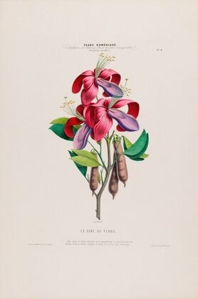 Flore d’AmeÌrique, dessineÌe d’apreÌs nature sur les lieux Pl.006