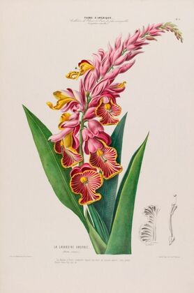 Flore d’Amérique, dessinée d’après nature sur les lieux Pl.009
