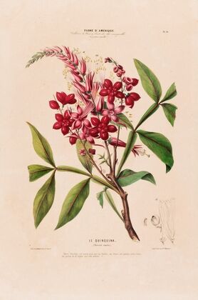 Flore d’AmeÌrique, dessineÌe d’apreÌs nature sur les lieux Pl.010