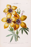 Flore d’AmeÌrique, dessineÌe d’apreÌs nature sur les lieux Pl.011