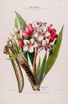 Flore d’AmeÌrique, dessineÌe d’apreÌs nature sur les lieux Pl.012