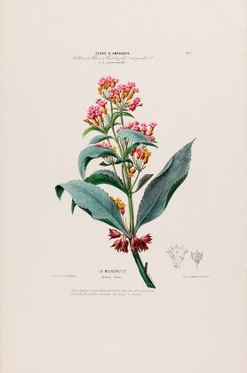 Flore d’AmeÌrique, dessineÌe d’apreÌs nature sur les lieux Pl.017