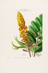 Flore d’AmeÌrique, dessineÌe d’apreÌs nature sur les lieux Pl.020