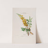 Flore d&#039;Amérique, dessinée d&#039;après nature sur les lieux Pl.021 by Etienne Denisse