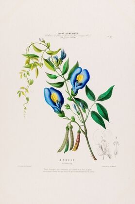 Flore d’AmeÌrique, dessineÌe d’apreÌs nature sur les lieux Pl.022