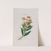 Flore d&#039;Amérique, dessinée d&#039;après nature sur les lieux Pl.024 by Etienne Denisse