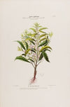 Flore d’AmeÌrique, dessineÌe d’apreÌs nature sur les lieux Pl.027