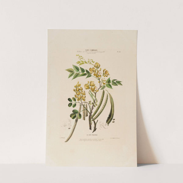 Flore d&#039;Amérique, dessinée d&#039;après nature sur les lieux Pl.028 by Etienne Denisse