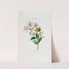 Flore d&#039;Amérique, dessinée d&#039;après nature sur les lieux Pl.031 by Etienne Denisse