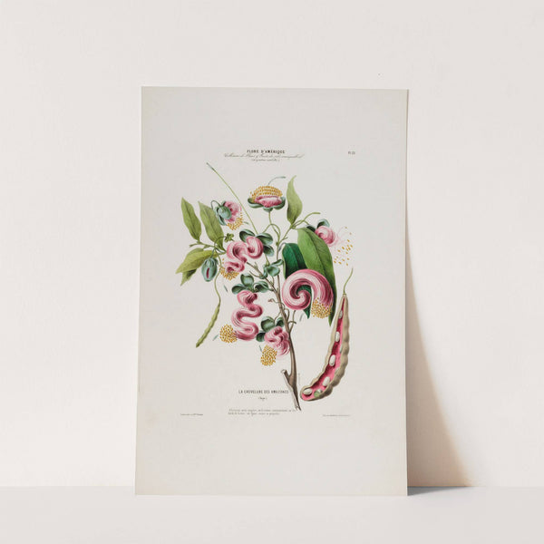 Flore d&#039;Amérique, dessinée d&#039;après nature sur les lieux Pl.032 by Etienne Denisse