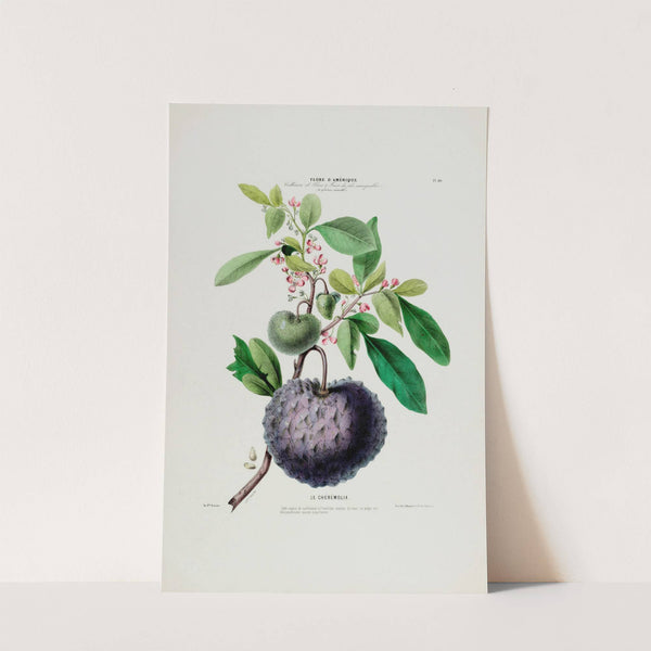 Flore d&#8217;Amérique, dessinée d&#8217;après nature sur les lieux Pl.040 (1843) by Etienne Denisse