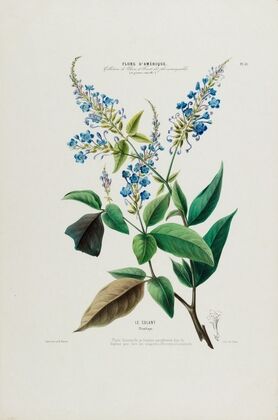 Flore d’Amérique, dessinée d’après nature sur les lieux Pl.050