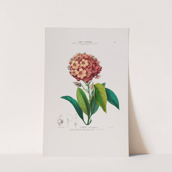 Flore d&#8217;Amérique, dessinée d&#8217;après nature sur les lieux Pl.052 (1843) by Etienne Denisse