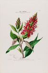 Flore d’Amérique, dessinée d’après nature sur les lieux Pl.054