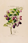 Flore d’AmeÌrique, dessineÌe d’apreÌs nature sur les lieux Pl.058