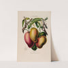 Flore d&#039;Amérique, dessinée d&#039;après nature sur les lieux Pl.061 by Etienne Denisse