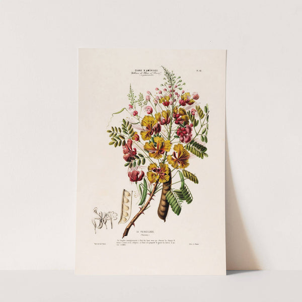 Flore d&#039;Amérique, dessinée d&#039;après nature sur les lieux Pl.062 by Etienne Denisse