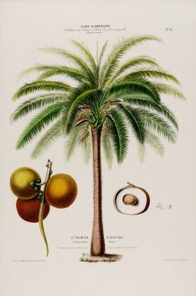 Flore d’AmeÌrique, dessineÌe d’apreÌs nature sur les lieux Pl.065