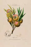 Flore d’AmeÌrique, dessineÌe d’apreÌs nature sur les lieux Pl.067