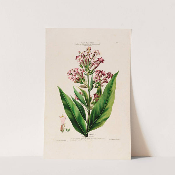 Flore d&#039;Amérique, dessinée d&#039;après nature sur les lieux Pl.070 by Etienne Denisse