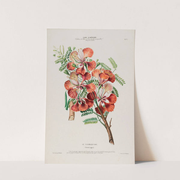 Flore d&#039;Amérique, dessinée d&#039;après nature sur les lieux Pl.077 by Etienne Denisse