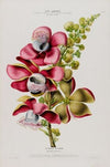 Flore d’AmeÌrique, dessineÌe d’apreÌs nature sur les lieux Pl.079