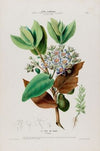 Flore d’AmeÌrique, dessineÌe d’apreÌs nature sur les lieux Pl.080