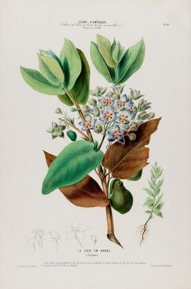 Flore d’AmeÌrique, dessineÌe d’apreÌs nature sur les lieux Pl.080