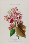 Flore d’AmeÌrique, dessineÌe d’apreÌs nature sur les lieux Pl.081