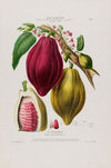 Flore d’AmeÌrique, dessineÌe d’apreÌs nature sur les lieux Pl.082
