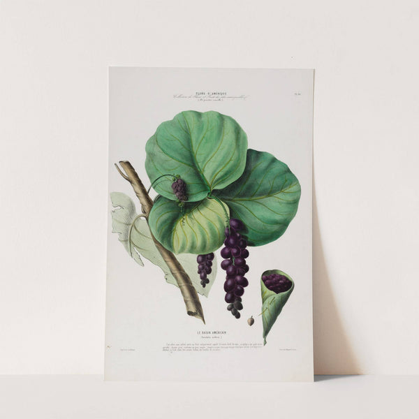 Flore d&#039;Amérique, dessinée d&#039;après nature sur les lieux Pl.084 by Etienne Denisse