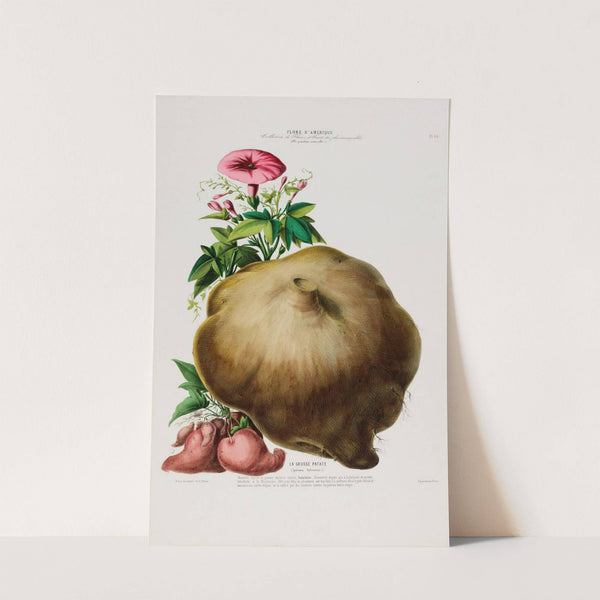 Flore d&#039;Amérique, dessinée d&#039;après nature sur les lieux Pl.085 by Etienne Denisse