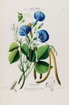 Flore d’AmeÌrique, dessineÌe d’apreÌs nature sur les lieux Pl.087