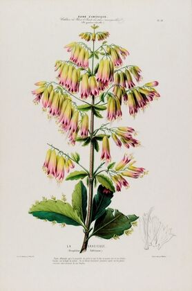 Flore d’AmeÌrique, dessineÌe d’apreÌs nature sur les lieux Pl.090