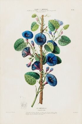 Flore d’AmeÌrique, dessineÌe d’apreÌs nature sur les lieux Pl.092