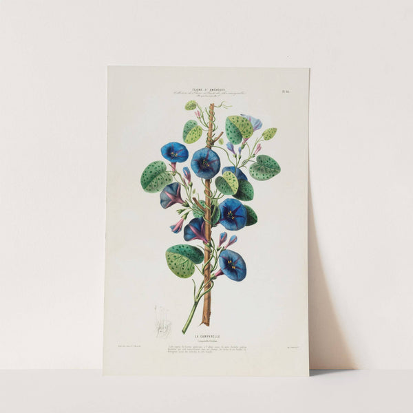 Flore d&#039;Amérique, dessinée d&#039;après nature sur les lieux Pl.092 by Etienne Denisse