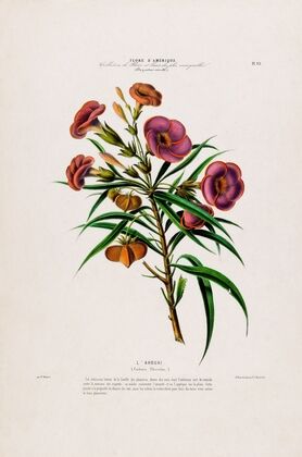 Flore d’AmeÌrique, dessineÌe d’apreÌs nature sur les lieux Pl.093