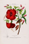 Flore d’AmeÌrique, dessineÌe d’apreÌs nature sur les lieux Pl.095