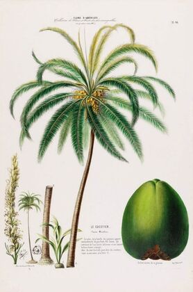 Flore d’AmeÌrique, dessineÌe d’apreÌs nature sur les lieux Pl.096