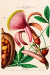 Flore d’AmeÌrique, dessineÌe d’apreÌs nature sur les lieux Pl.097
