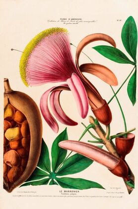 Flore d’AmeÌrique, dessineÌe d’apreÌs nature sur les lieux Pl.097