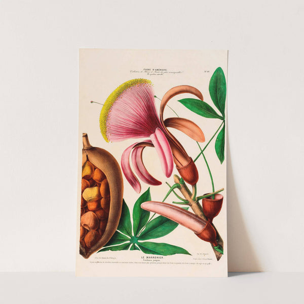 Flore d&#039;Amérique, dessinée d&#039;après nature sur les lieux Pl.097 by Etienne Denisse