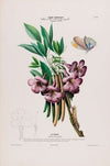 Flore d’AmeÌrique, dessineÌe d’apreÌs nature sur les lieux Pl.105