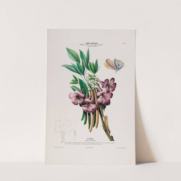 Flore d&#039;Amérique, dessinée d&#039;après nature sur les lieux Pl.105 by Etienne Denisse