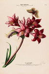 Flore d’AmeÌrique, dessineÌe d’apreÌs nature sur les lieux Pl.106