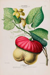 Flore d’AmeÌrique, dessineÌe d’apreÌs nature sur les lieux Pl.109