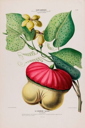 Flore d’AmeÌrique, dessineÌe d’apreÌs nature sur les lieux Pl.109